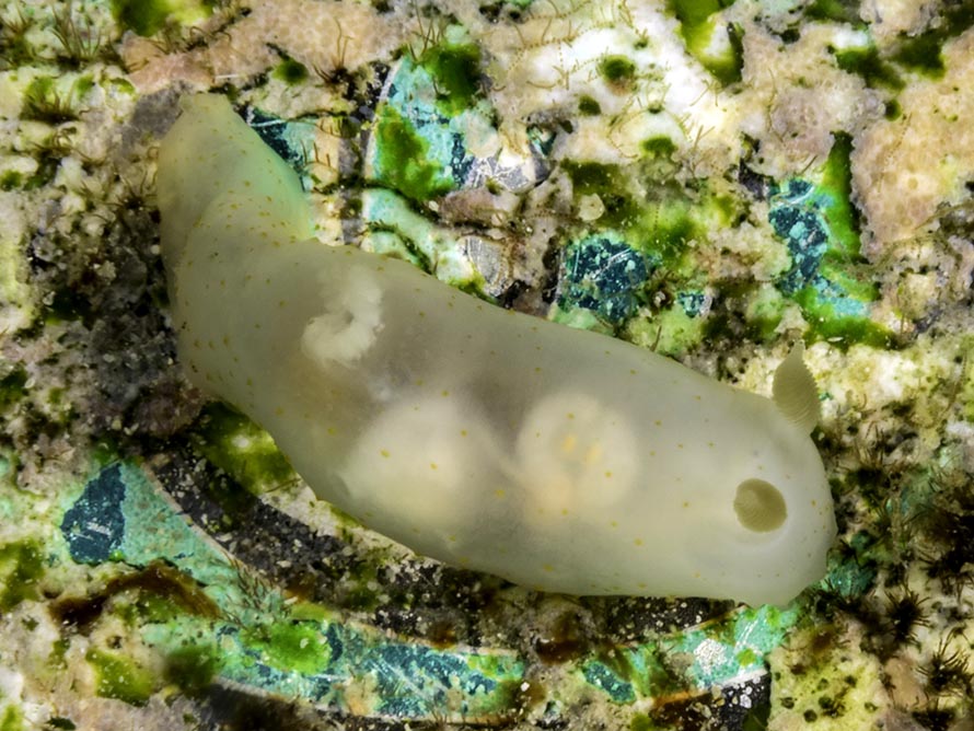 Gymnodoris sp. 36